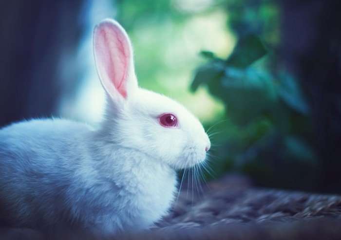 Милашки кролики-модели