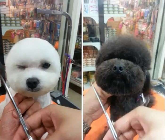 Стильные причёски для собак