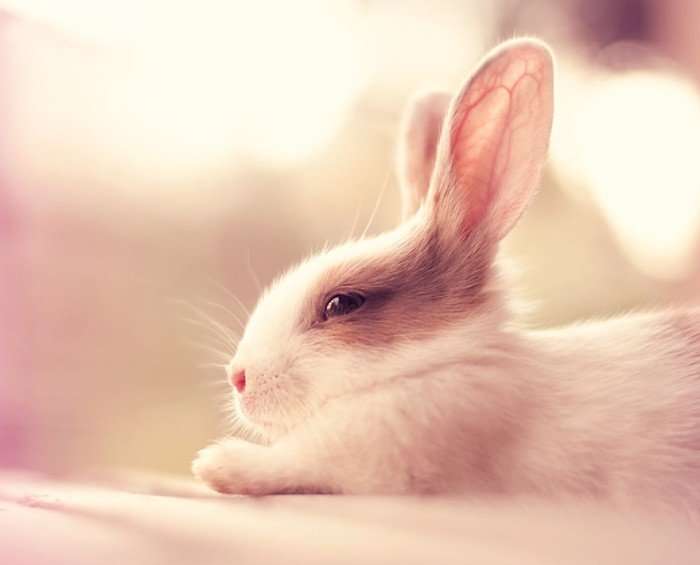 Милашки кролики-модели