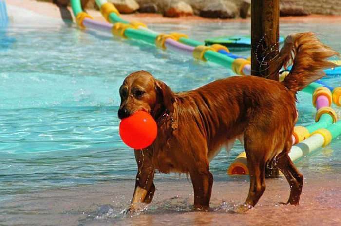 В Испании открыт бассейн для собак