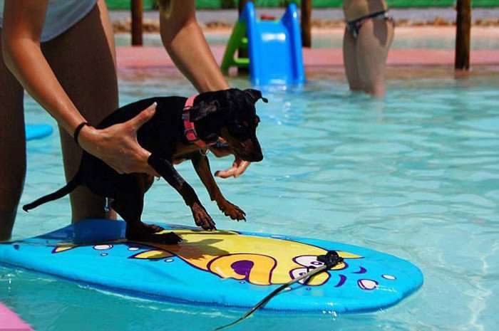 В Испании открыт бассейн для собак